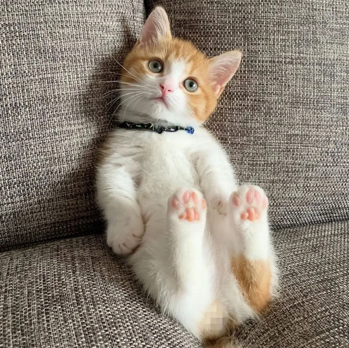 Gambar asal anak kucing oren dan putih