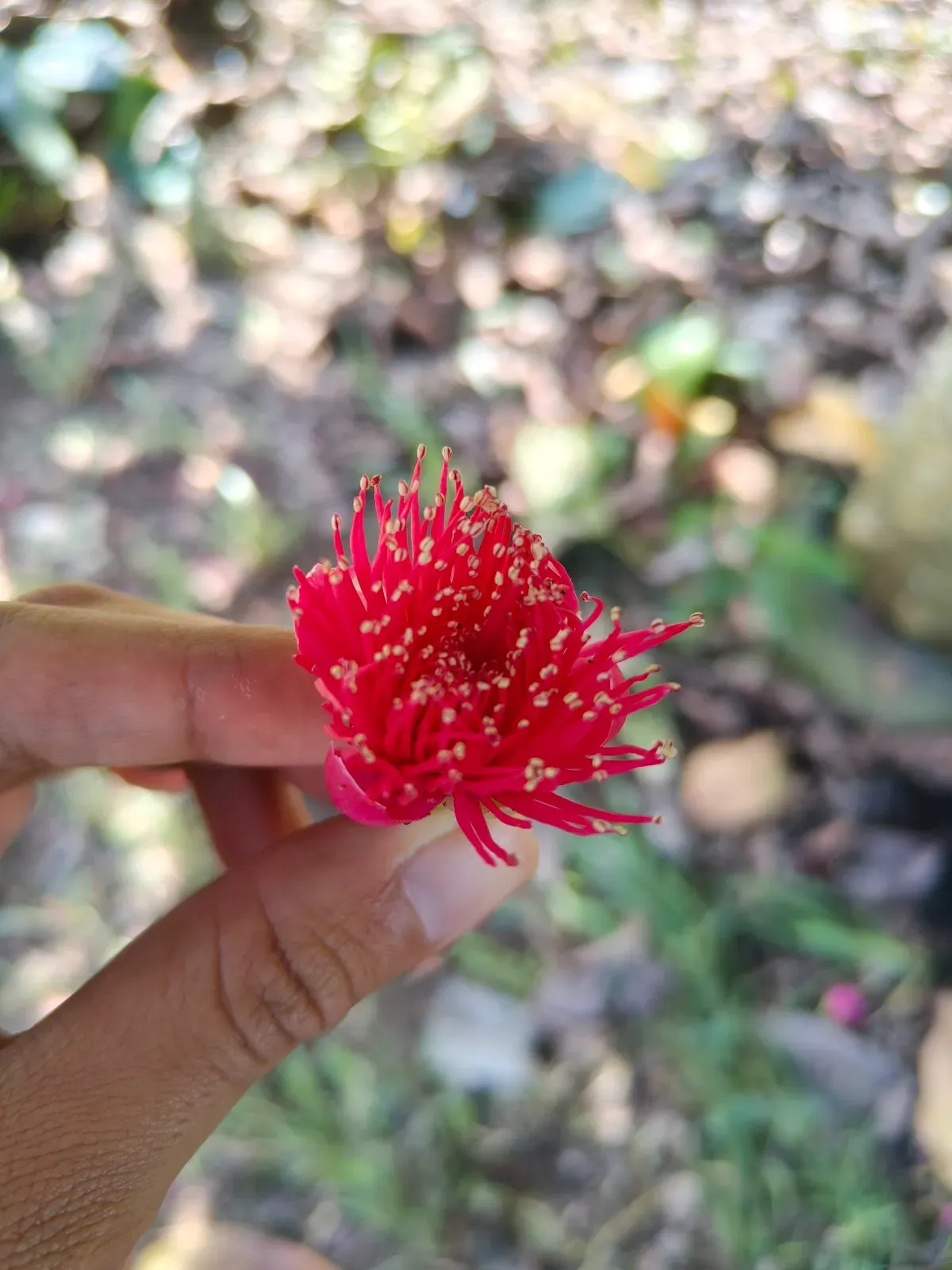 Bunga merah jambu bol yang dipegang di hadapan kamera